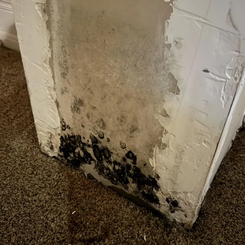 Professional Mold Removal in Camden, AL